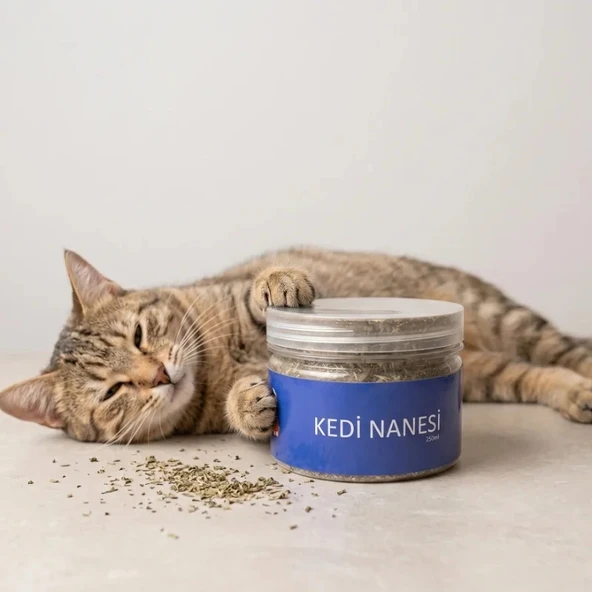 Doğal Kedi Nanesi (Catnip) - 250 ml Kavanoz - Eğlenceli ve Doğal ürün görseli 1