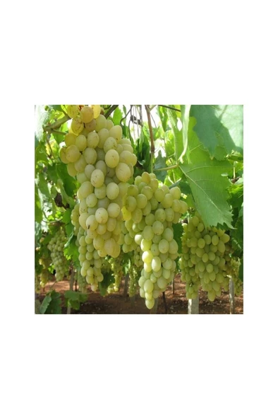 Semillion Sarı Üzüm Fidanı 10-20 cm ürün görseli 1