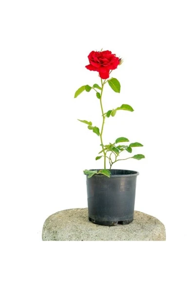 Yerli Üretim Fidan Kırmızı Gül Fidanı 10-20 cm ürün görseli 1