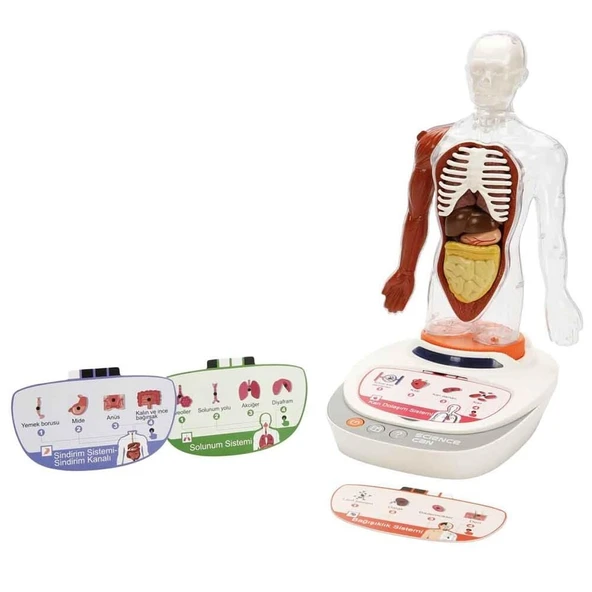 S00005280 BİLİM SET İNSAN VÜCUDU MODELİ 23PRÇ -SUN ürün görseli 1