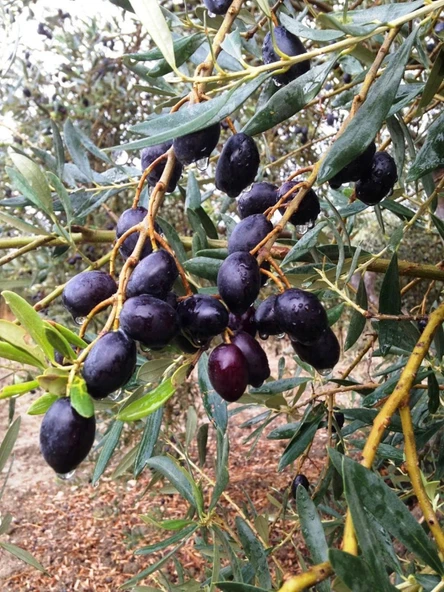SAKSIDA 5 YAŞ MEYVELİ GEMLİK TRİLYE ZEYTİN FİDANI BOY 150-200 CM ürün görseli 1