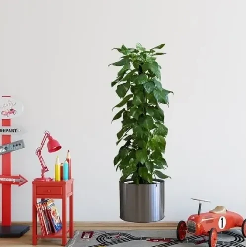 Saksılı Bitki Tasarımlı Yapışkanlı Sticker Resim 90*30 Cm Mc-665 ürün görseli 1