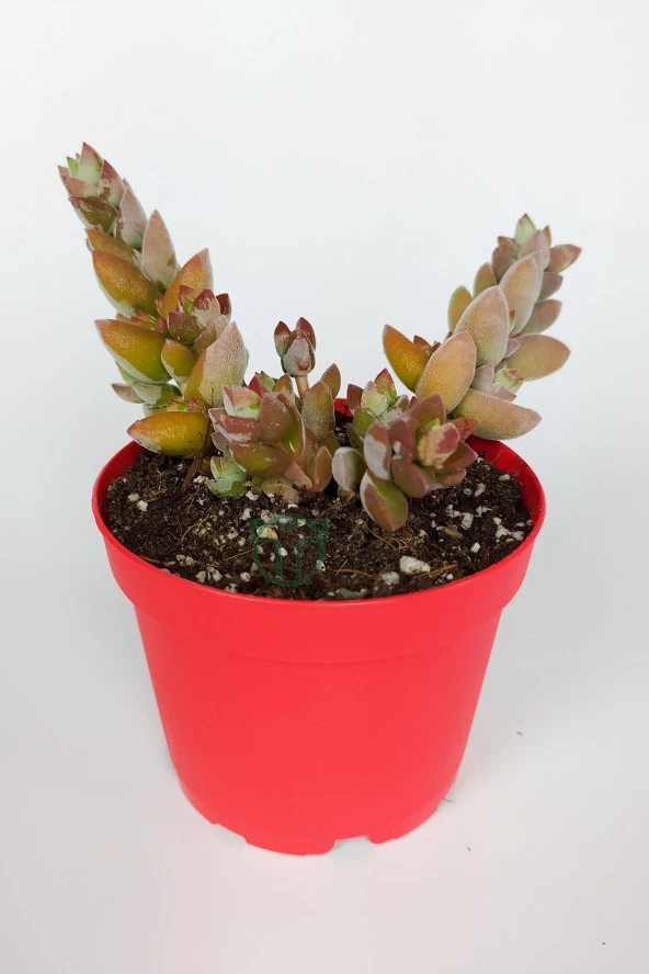 Crassula Moonglow Hybrid Fildişi Kule Nadir Sukulent Küçük Pembe Çiçek Salkımı 8.5cm Kırmızı Saksıda ürün görseli 1
