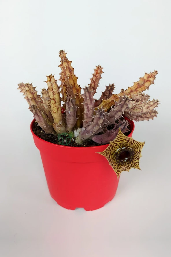 Huernia Zebrina Asclepiadaceae Leş Kaktüsü Leopar Desen Çiçekli 8.5 cm Kırmızı Saksıda ürün görseli 1