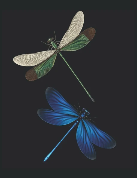 Dragonfly Pattern Insect Summer Sun Motivation Focus Discipline Lake Sea: Anti Stress Coloring Book - Mandalas - Funny Dragonfly Blend Pattern - A4 ... Templates - Antistress - Relax - Coloring ürün görseli 1