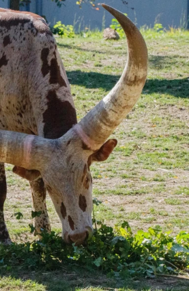 Independently Published Ankole-Watusi Cattle; Sketchpad ürün görseli 1