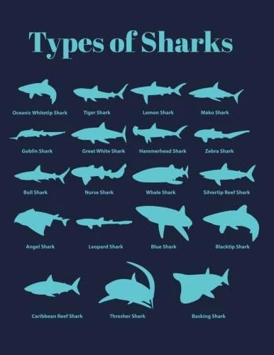 Types Of Sharks: Blank Shark Sketchbook (Drawing Pad Notebook) (8.5 X 11 Large) ürün görseli 1
