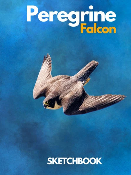 Peregrine Falcon : Sketchbook Large Hardcover Peregrine Falcon Sketchbook For Drawing 8.25 X 11 Inch 200 Pages Falconry Falcons Falconer Sketchbook: ... & Doodle For Falcons Raptors Lovers ürün görseli 1