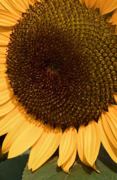Independently Published Yellow Sunflower; Sketchpad ürün görseli 1