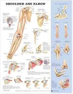 Shoulder And Elbow Anatomical Chart ürün görseli 1