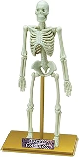 Eastcolight İnsan İskeleti Bilim Seti ürün görseli 1