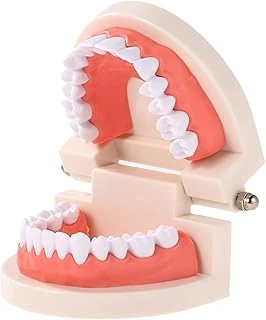Hanying Modeli Çocuk Öğretim Modeli Yetişkin Etleri Okuyan Çocuklar Için Standart Gösteri Aracı ürün görseli 1