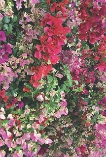 Bougainvillea Journal ürün görseli 1