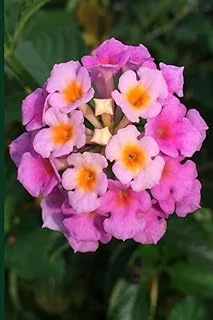 Lantana Flower Journal ürün görseli 1