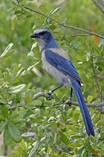 Florida Scrub Jay Bird Journal: 150 Page Lined Notebook/Diary ürün görseli 1