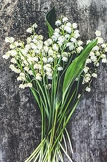 Lilies Of The Valley - Lined Notebook With Margins: 101 Pages, Medium Ruled, 6 X 9 Journal, Cover ürün görseli 1