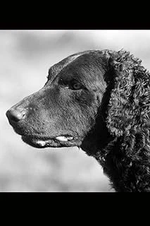 The Curly-Coated Retriever Dog Journal: 150 Page Lined Notebook/Diary ürün görseli 1
