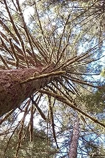 Wanderer’S Notebook: Seeing Up A Tree (120 Pages, College Ruled) ürün görseli 1