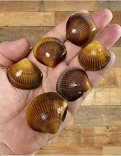 Flea Market Dekoratif Gerçek İthal Deniz Kabukları Kına Hediye Dekorasyon 60Gr, Seakına ürün görseli 1