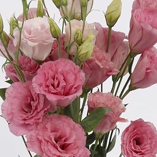 Katmerli Papillon Pink Blush Lisianthus Çiçeği Tohumu(5 Tohum) ürün görseli 1