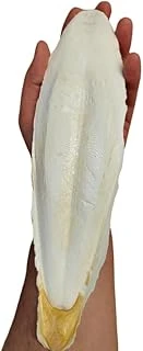 Xl Kalamar Kemiği(İri Boy 15-20 Cm Aralığında) ürün görseli 1