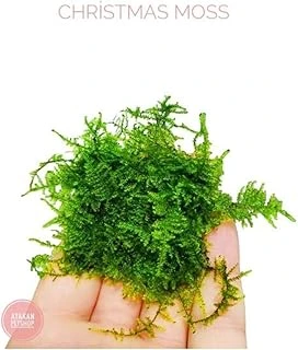 Christmas Moss Cup Bitki 413161 ürün görseli 1