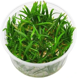 Sagittaria Subulata In Vitro Bitki ürün görseli 1