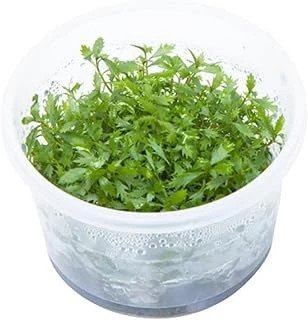 Proserpinaca Palustris Cuba In Vitro Cup Bitki ürün görseli 1