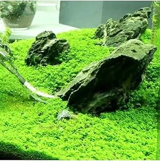 Hemianthus Callitrichoides Cuba In Vitro 200Cc Bitki ürün görseli 1