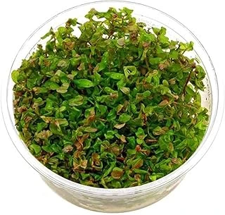 Rotala Macrandra In Vitro 200Cc Bitki ürün görseli 1