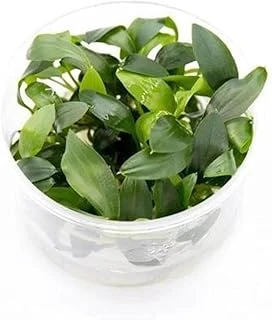Homalomena Sp Sekadau South In Vitro 200Cc Bitki ürün görseli 1