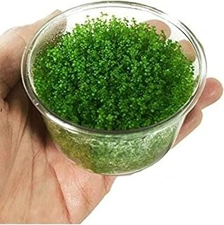 Hemianthus Callitrichoides 'Cuba' In Vitro Cup 200Cc Bitki ürün görseli 1