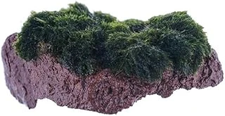 Marimo Moss Rock Bitki ürün görseli 1