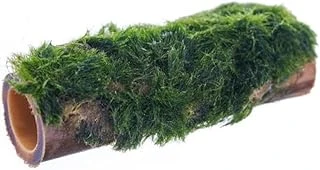Marimo Moss Bambu Bitki ürün görseli 1