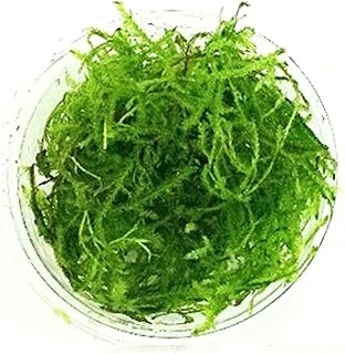 Vesicularia Dubyana Java Moss Cup Bitki ürün görseli 1