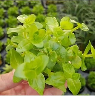 Bacopa Lanigera Saksı Bitki ürün görseli 1