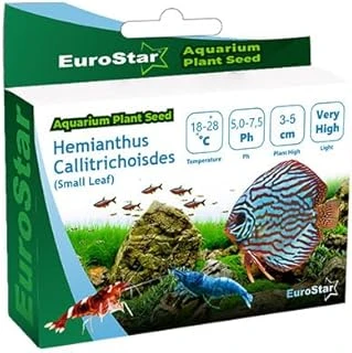 Eurostar Hemianthus Callitrichoides Akvaryum Bitkisi ürün görseli 1