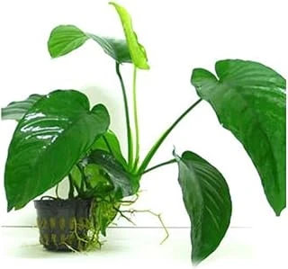 Anubias Barteri 5-6 Yapraklı Kök Bitki ürün görseli 1