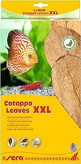 Sera Catappa Yaprağı Xxl 32 Cm ürün görseli 1
