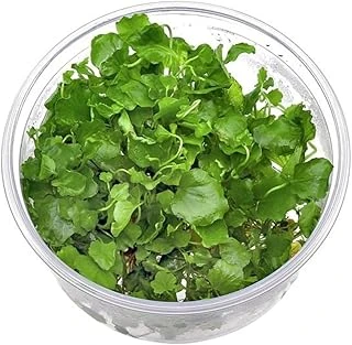 Cardamine Lyrata In Vitro Bitki ürün görseli 1
