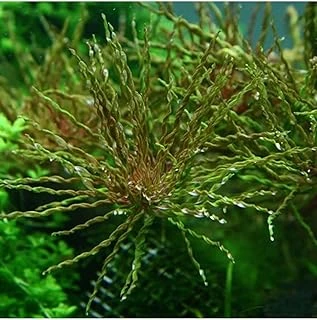 Ludwigia Inclinata Tornado Saksı Bitki ürün görseli 1