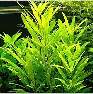 Nomaphila Siamensis Saksı Bitki Tr-B098 ürün görseli 1