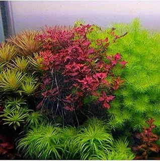 Myriophyllum Guyana In Vitro Bitki ürün görseli 1