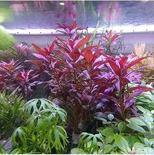 Ludwigia Peruensis In Vitro Bitki ürün görseli 1