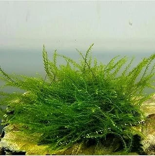 Bubble Moss Cup Bitki ürün görseli 1