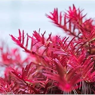 Rotala Indica Red In Vitro Bitki ürün görseli 1