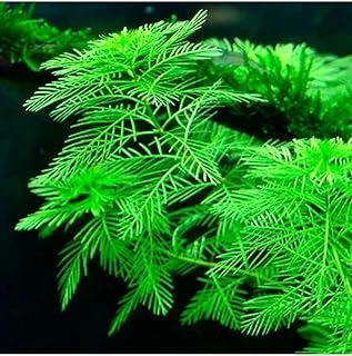 Myriophyllum Mattogrossense In Vitro Cup Bitki ürün görseli 1
