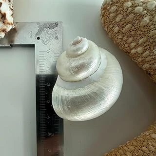 Doğal Deniz Kabuğu, Parlatılmış Turbo, 3-4 Cm, Dekoratif ürün görseli 1