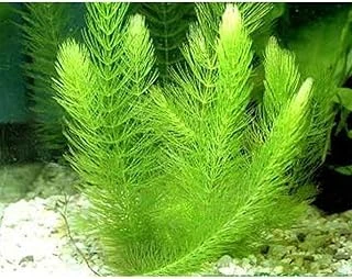 Myriophyllum Spicatum Tilki Kuyruğu Bitki ürün görseli 1