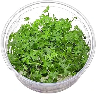 Ranunculus İnundatus Cup In Vitro Bitki ürün görseli 1